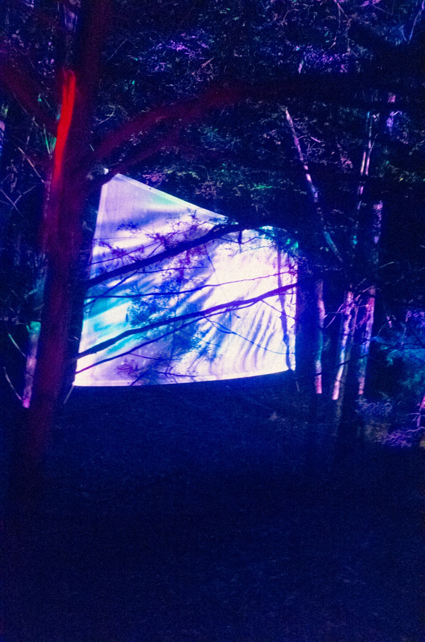 A glowing projection screen suspended between trees at night