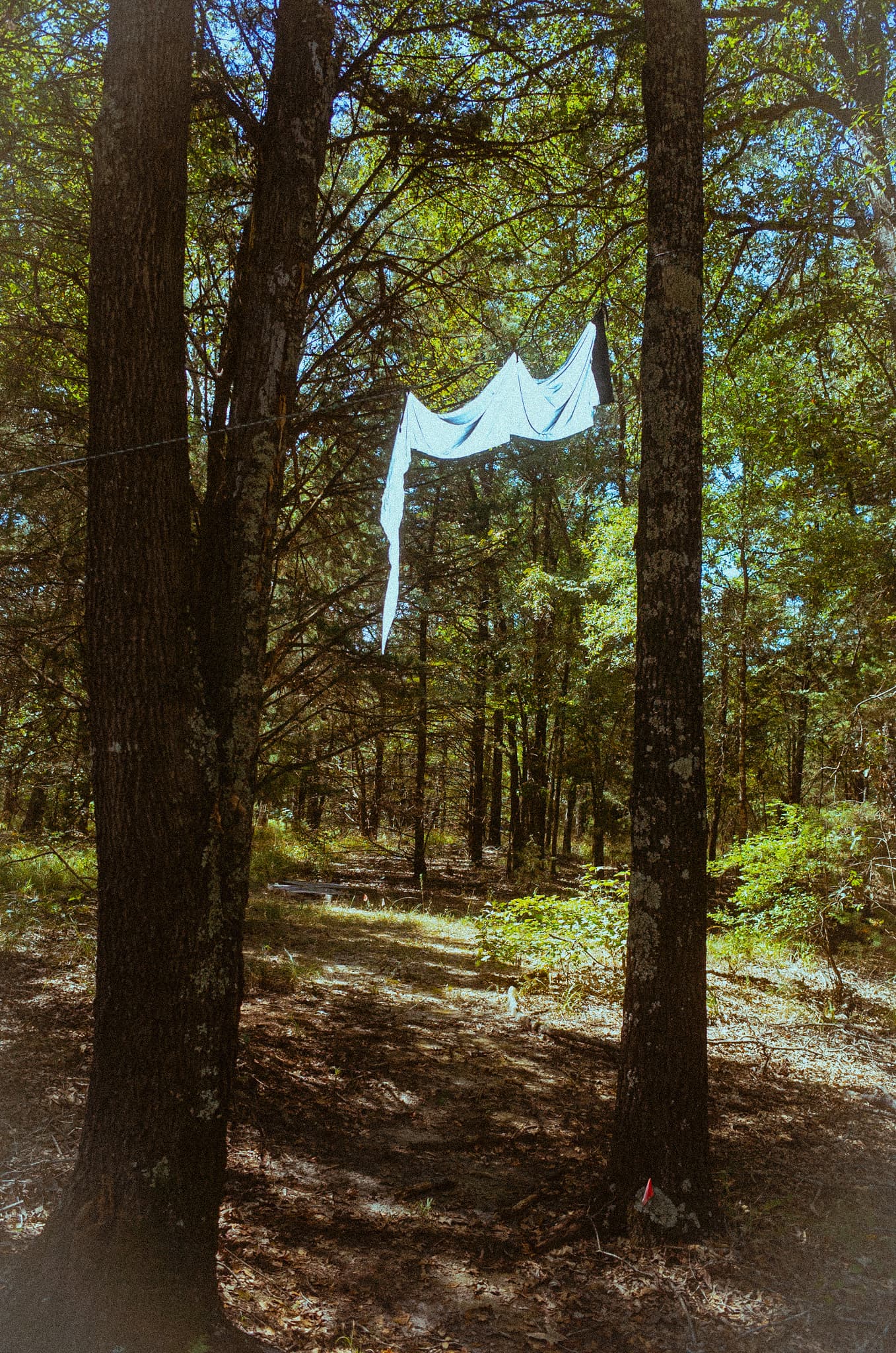 A white sheet strung between pines catching daylight in a forest clearing